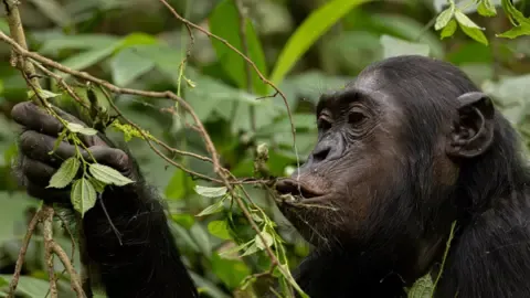 Chimpanzees Ingesting the Equivalent of an Alcoholic Beverage Each Day from Fermented Fruit, Research Reveals